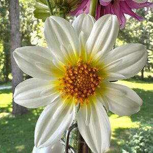 Alpen Cherub collarette style Dahlia Tuber
